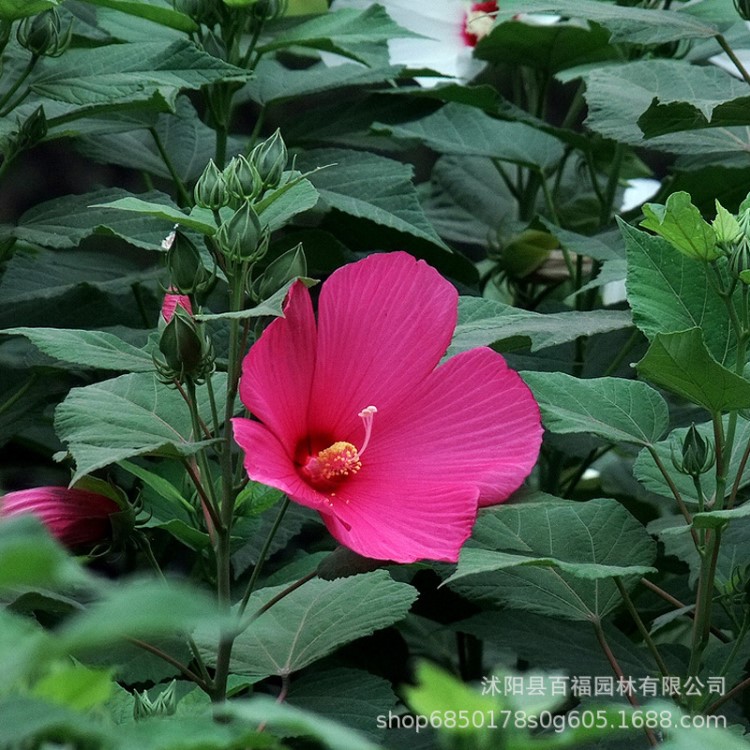 大花秋葵 江蘇百福大量批發(fā)時令草花 綠化 園林用草花