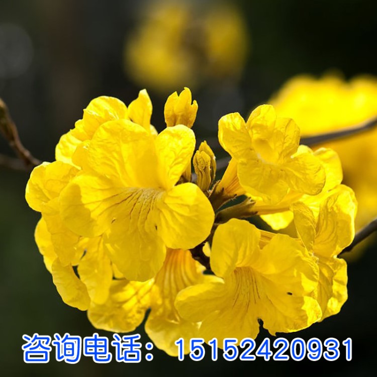 風鈴木風鈴木種子黃花風鈴木種子園林樹木種子綠化樹種子