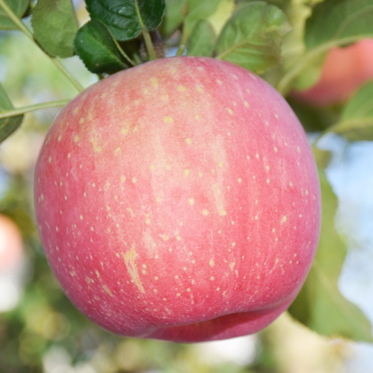 蘋果 早熟特級脆甜多汁紅富士蘋果 現摘新鮮孕婦水果蘋果9斤包郵