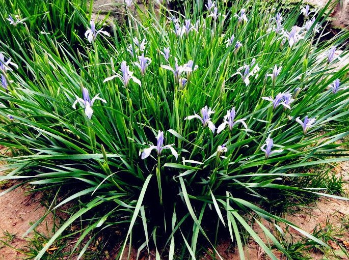 馬藺  玉蟬花  馬蘭花旱蒲 馬蓮 馬蘭花 品種 量大優(yōu)惠