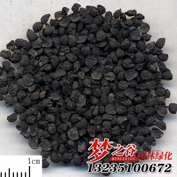 批發(fā)綠化觀賞草花種子 盆栽地栽草種子花卉 園林綠化銅錢草
