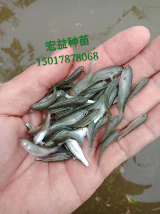 【基地直銷】化淡烏頭魚苗 新魚苗  臍魚 山東臍魚苗大量出售