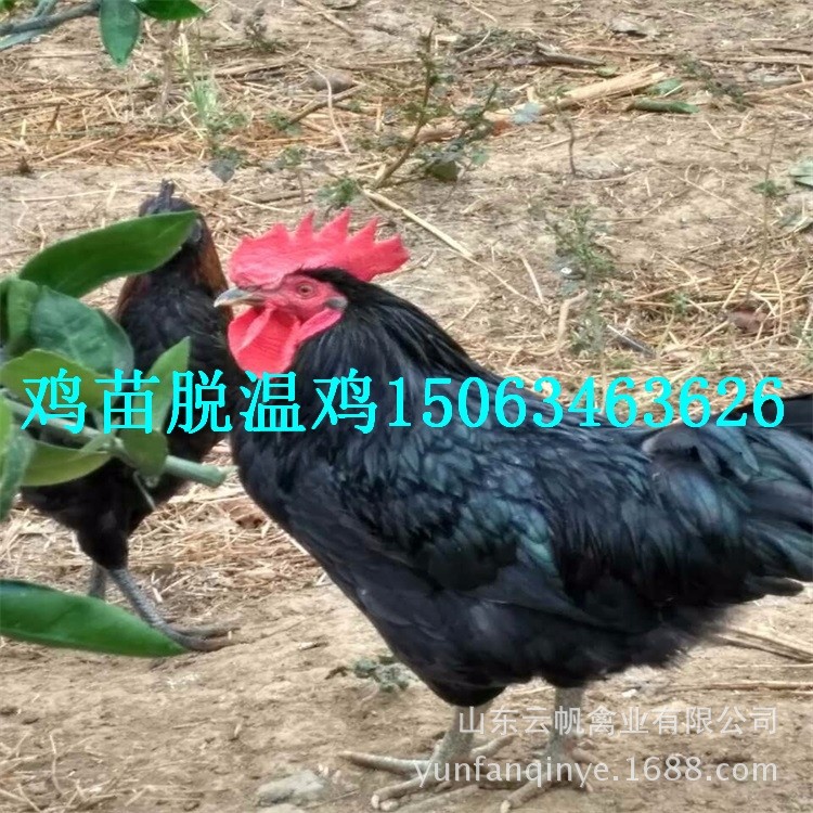 黑鳳雞苗供應(yīng) 黑鳳雞苗批發(fā) 四川雞苗 甘肅肉雞苗，貴州雞苗價(jià)格