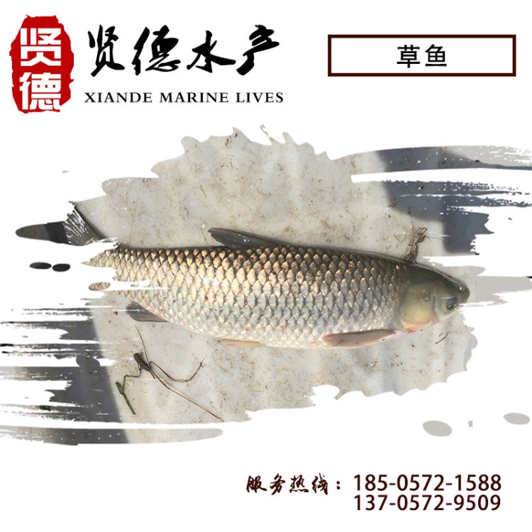 【質(zhì)優(yōu)量足】草魚苗草魚水花苗0.7cm四大家魚苗水花夏花寸苗魚種