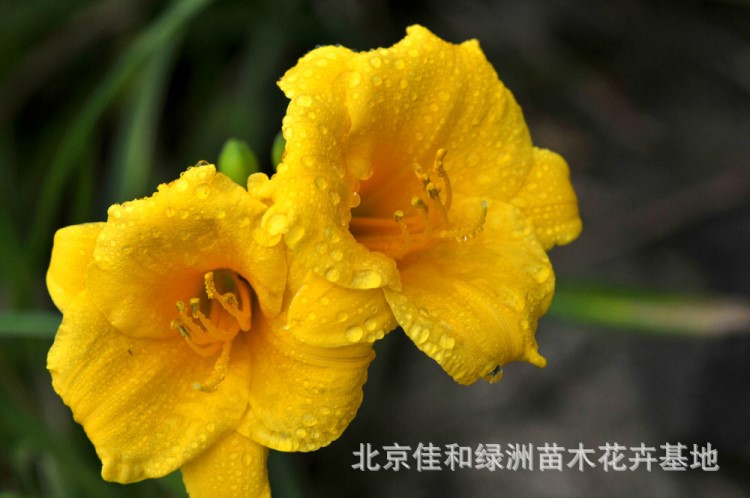 河北大花萱草批發(fā) 北京金娃娃萱草供應(yīng)河北基地萱草出售