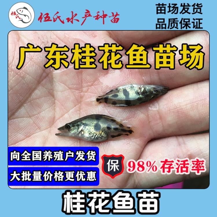 伍氏水产供应桂花鱼苗 翘嘴鱼  鳜鱼苗 桂花斑淡水鱼苗桂花鱼