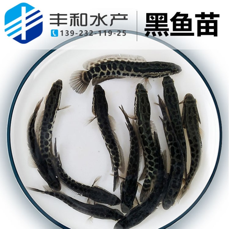 黑魚苗生魚苗 雜交斑魚苗 烏魚苗烏鱧魚苗 活體淡水魚苗批發(fā)