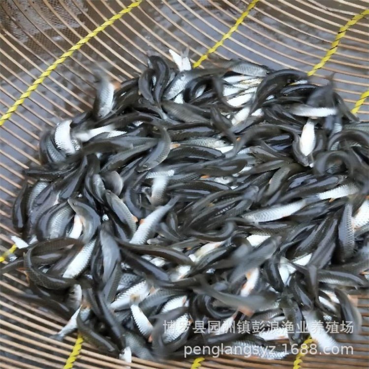 江河光倒刺鲃魚苗 青竹鯇魚苗 河堅魚 光眼魚苗 江河魚苗