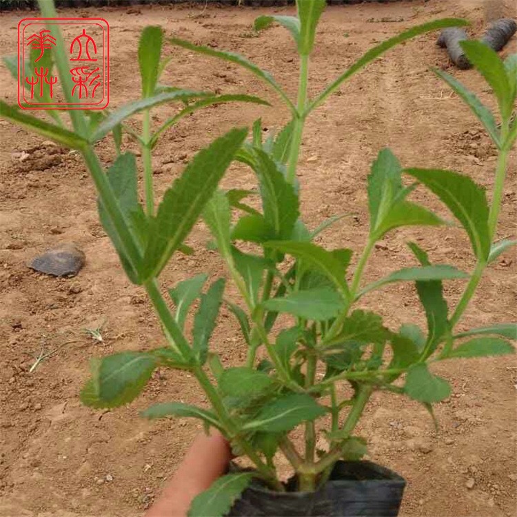 廠家供應(yīng)馬鞭草 柳葉馬鞭草基地 盆栽 青州草花馬鞭草 宿根花卉