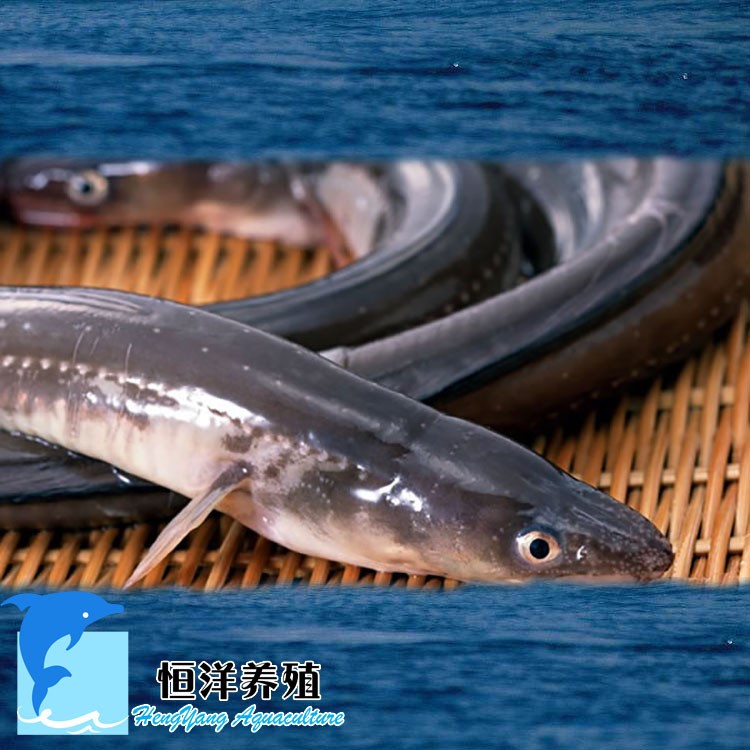 鰻魚苗 日本鰻魚 歐洲鰻魚 淡水鰻魚養(yǎng)殖