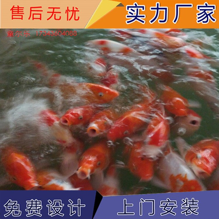 湖南銷售吃奶魚、喂奶魚、溜溜魚、錦鯉、富貴魚、長壽魚