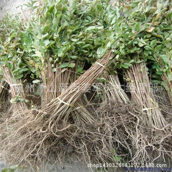 紫薇  紫薇樹 盆景 各種規格 基地直銷 品種 量大優惠