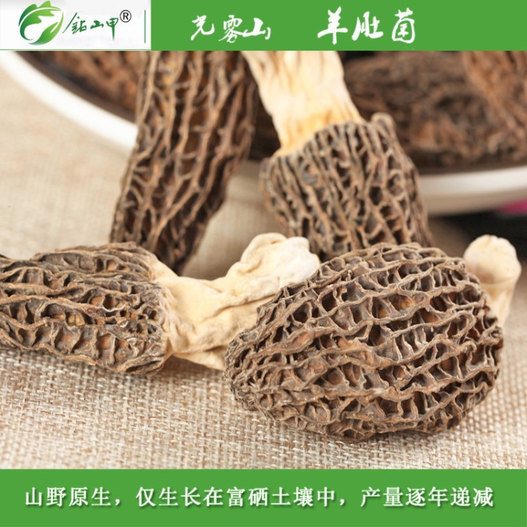 南江羊肚菌干貨1kg 產(chǎn)地直批食用菌羊蘑菇四川巴中山珍土特產(chǎn)批發(fā)