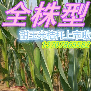 湖南青貯飼料 全株甜玉米秸稈飼料 牛羊青貯飼料 帶苞青儲飼料