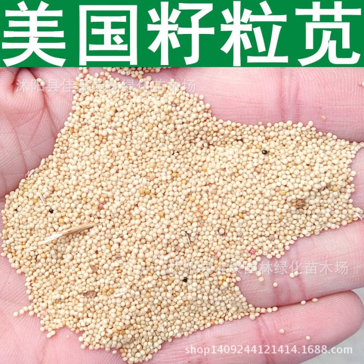 牧草種子 美國籽粒莧種子 植物飼料 菜兼用 千穗谷草籽