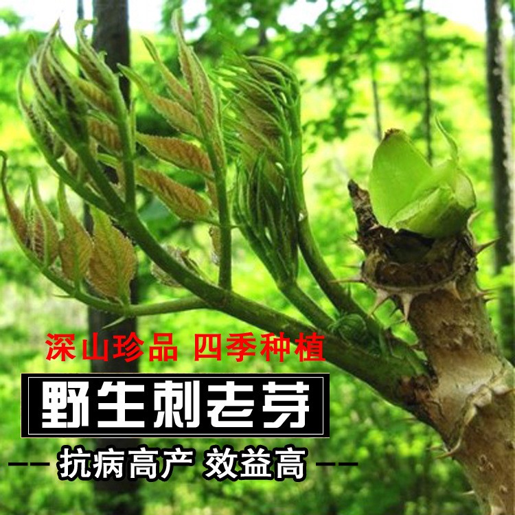 山野菜 烏龍頭刺嫩芽 野生刺老芽種子耐寒冬季種植 蔬菜種子四季