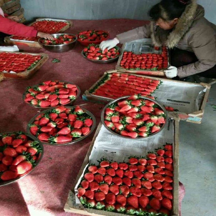 基地直銷采摘奶油草莓秧 好吃草莓秧 當(dāng)年結(jié)果 無(wú)病害