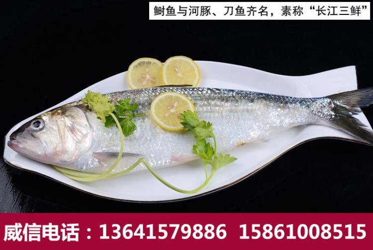 【勁綠食品】長(zhǎng)江新鮮野生冰鮮鰣魚600-700g/條長(zhǎng)江三鮮美味包郵