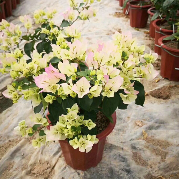 三角梅 勒杜鵑 葉子花 綠葉櫻花白里透紅 園林綠化 基地直銷