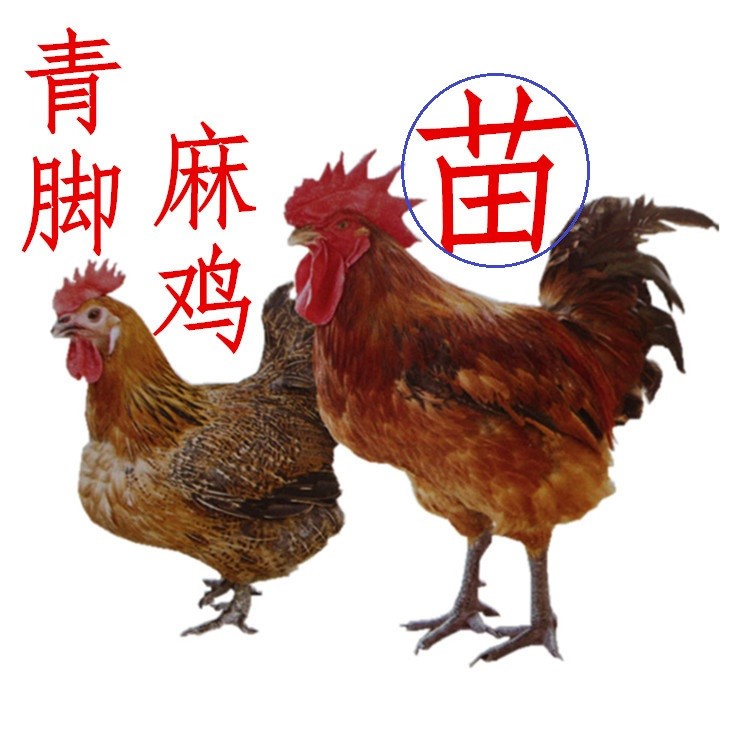 青腳麻雞苗，廣東育種廠家批發(fā)供應(yīng)快大肉雞苗，價(jià)格優(yōu)惠全國發(fā)貨