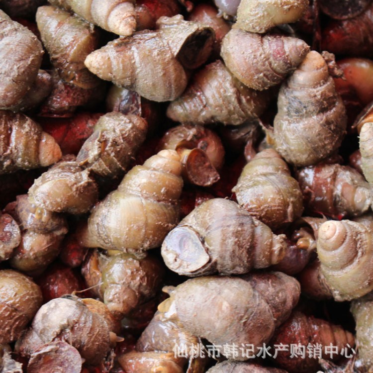 湖北特產本地野生鮮活薄殼螺螄活體到家新鮮食用石螺