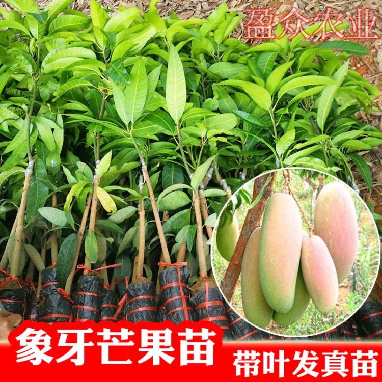 象牙芒 果苗 红象牙芒果苗 果肉细嫩坚实  盆栽地载果树 庭院植物