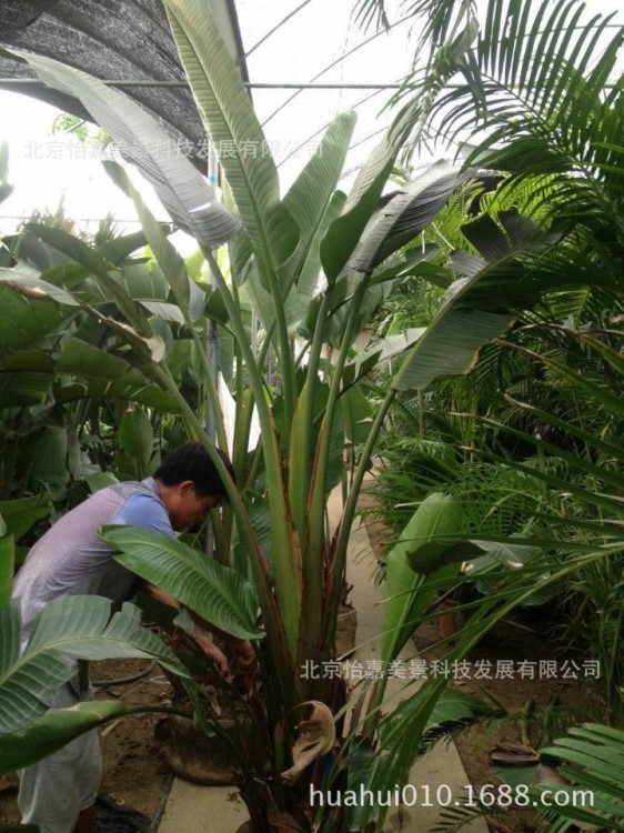 供應(yīng)北京辦公室綠植租賃綠色植物盆栽花綠植基地批發(fā)寫字樓租植物