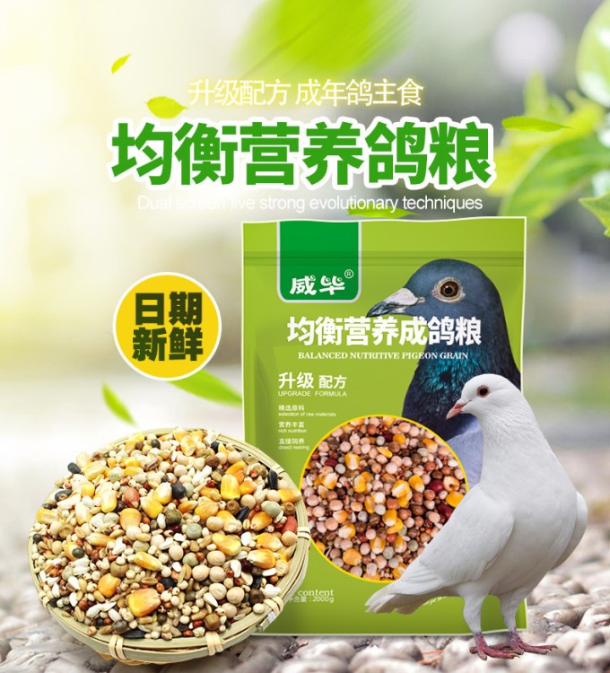 威畢鴿糧成鴿糧鴿子飼料鴿子吃的糧食信鴿賽鴿專用帶玉米2kg