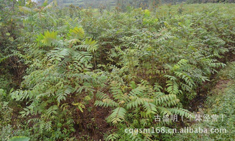 出售紅椿苗 江津苗木 江津花椒 桂花