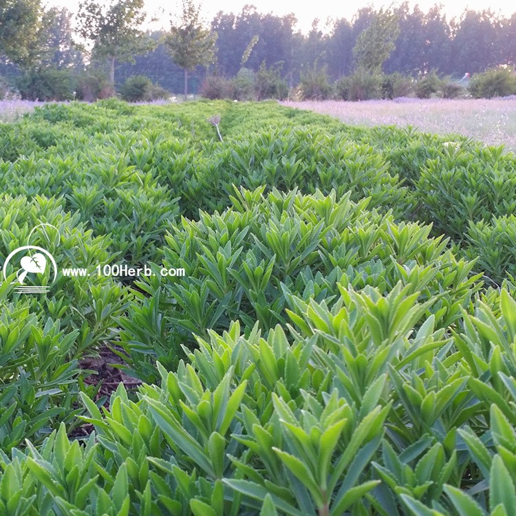 特色保jian菜養(yǎng)心菜苗救心菜苗子陽臺盆栽救心菜四季可種產(chǎn)地直銷