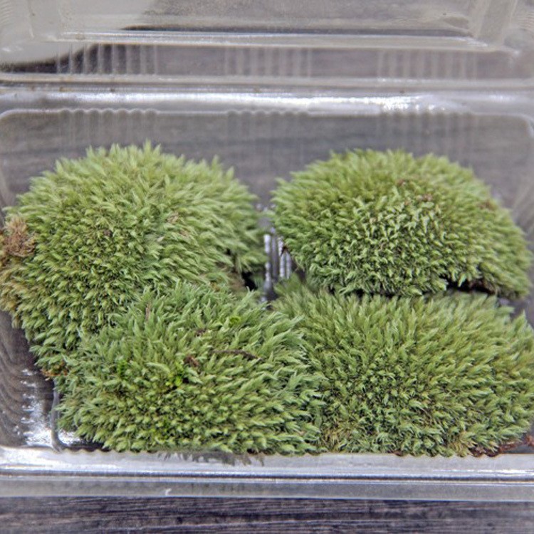 綠植微景觀植物造景苔蘚 生態瓶植物多肉植物 鋪面草坪擺件苔蘚