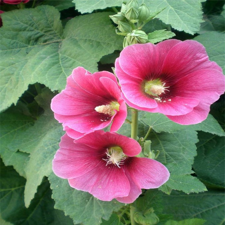 蜀葵 江蘇百福大量供應蜀葵 開花艷麗 公園綠化