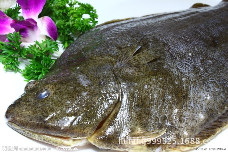 批發(fā)供應山東活鮮牙鲆，左口魚，鮮活比目魚，刺身好魚類