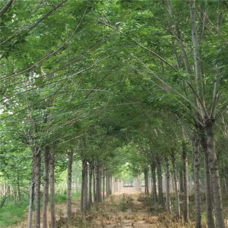 綠化苗木白蠟樹苗 李營苗木園林速生白蠟小苗 快速起球裝車