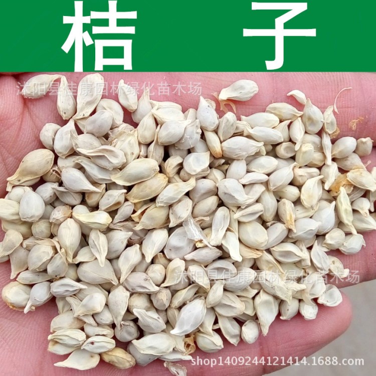 果樹種子 桔子種子 柑橘 柑桔種子 貢桔 橘子種子 實景拍攝