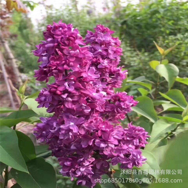 丁香樹 歐洲丁香苗 紫花丁香苗 暴馬丁香樹苗  紅花丁香樹苗