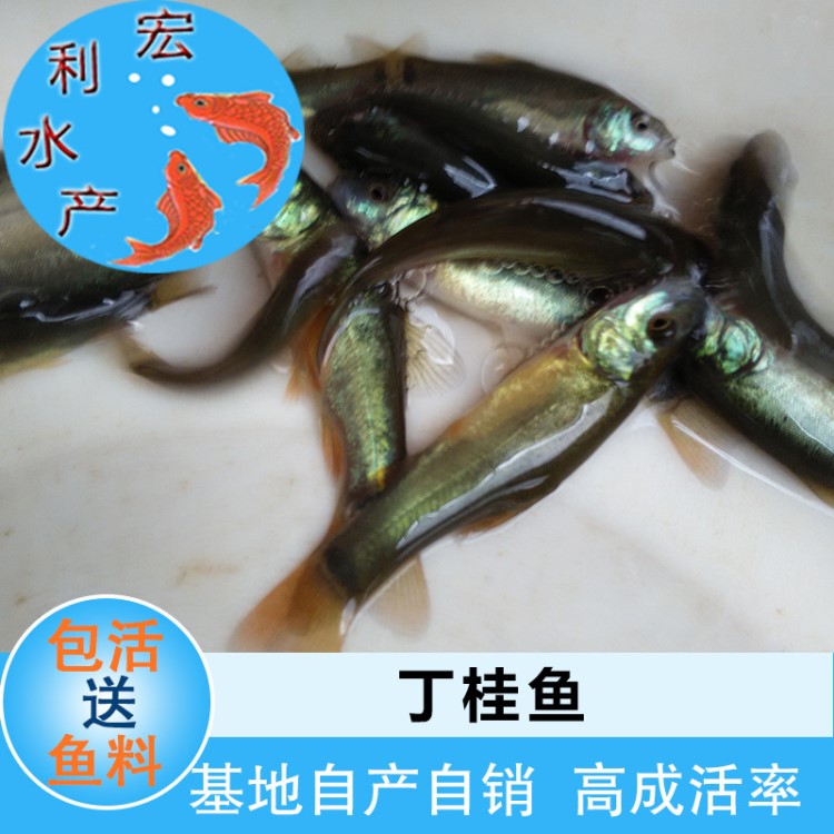 【火爆銷售】水產(chǎn)養(yǎng)殖歐洲丁桂魚苗 丁穗魚苗 丁鱥魚苗 金鮭魚苗