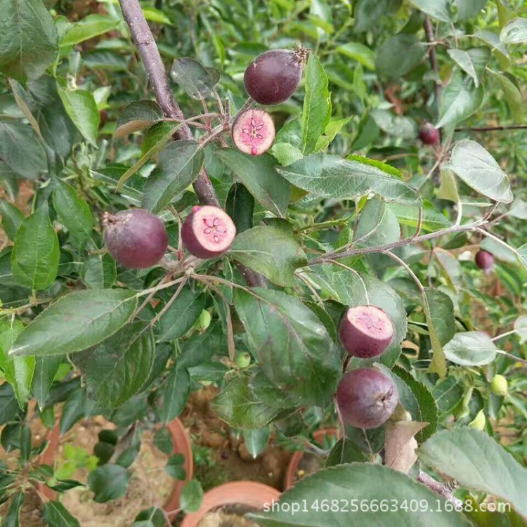 供应量露丽苹果树 易管理123苹果树 鸡心苹果树易成活挂果多