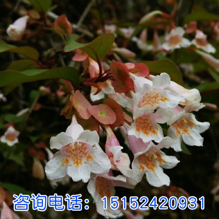 猥實花供應 猬實花種子 當年新采 量大優惠質量