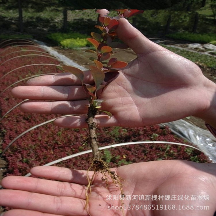 綠化工程苗 紅葉小波苗 紅葉小檗苗 綠籬植物 庭院 彩色植物