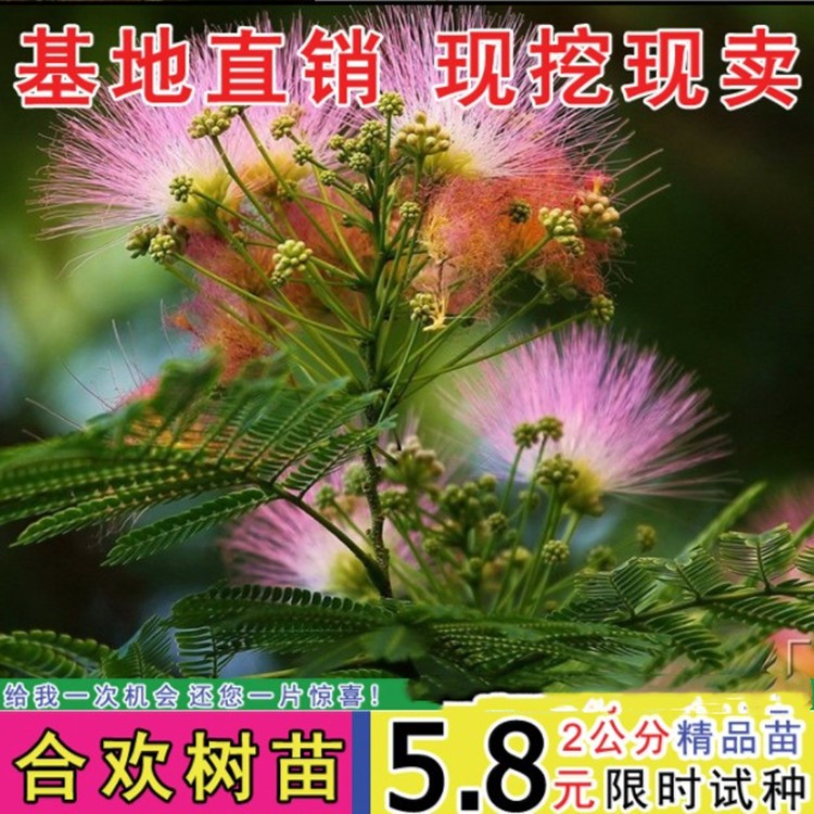 合歡樹苗 庭院花卉植物芙蓉樹 絨花樹苗合歡苗合歡小苗遮陰樹木