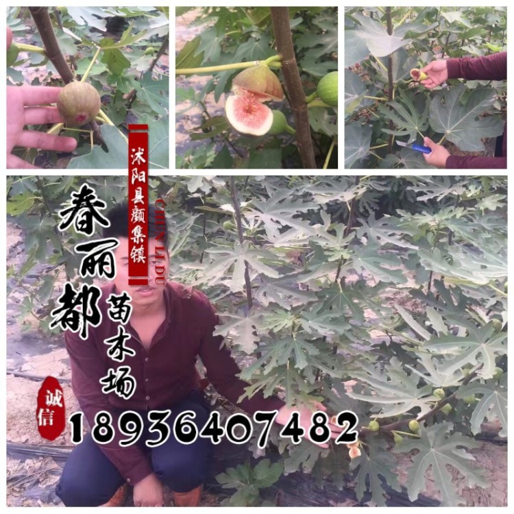 无花果树苗 品种 批发当年结果 果树苗 无花果苗 3年结果苗