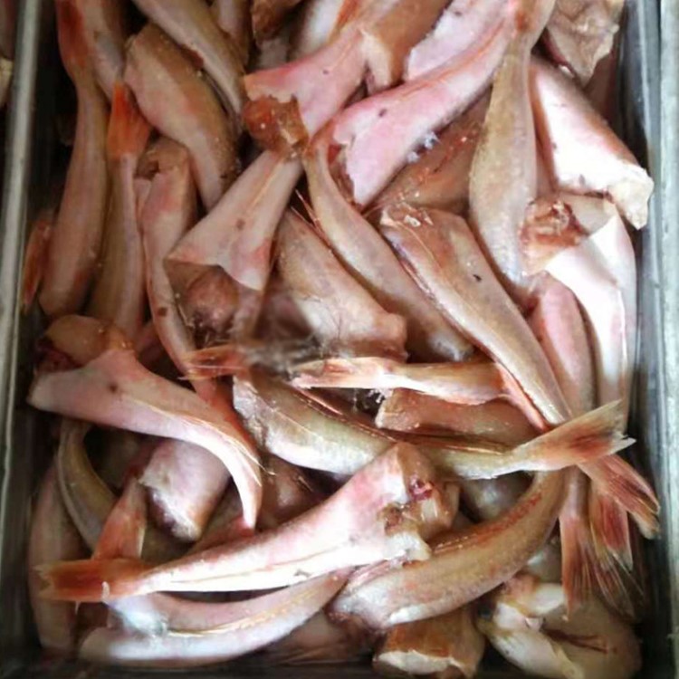 現(xiàn)貨直供 紅頭魚(yú)紅娘魚(yú)冷凍  冷凍食品肉類(lèi) 冷凍魚(yú)批發(fā)