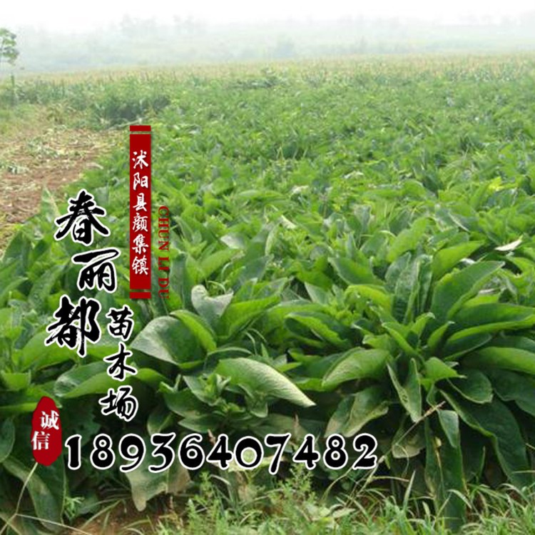 供應(yīng)將軍菊苣牧草種子 菊苣種子 菊苣草籽 包發(fā)芽 產(chǎn)量高