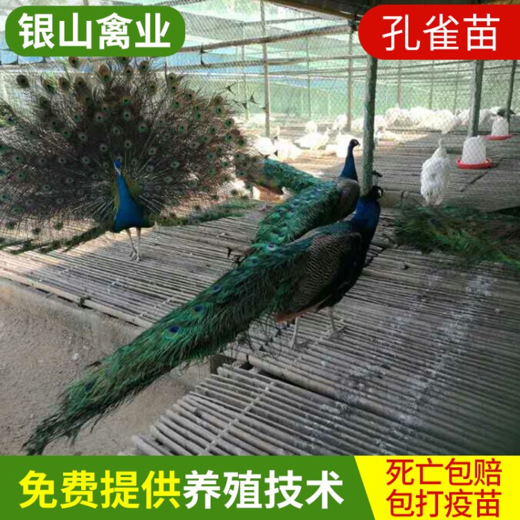 特種養殖動物特種珍禽孔雀苗  生態觀賞動物  存活率高