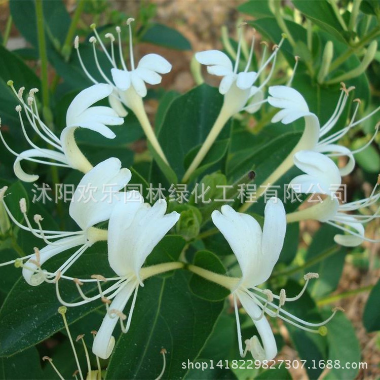 供應(yīng)藤本植物金銀花苗 金銀花樹(shù)苗 樹(shù)形金銀花苗木 金銀花小苗