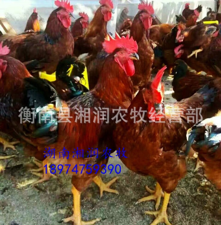麻雞苗批發k9雞批發麻黃雞苗中快速麻雞苗養殖指導量大包郵