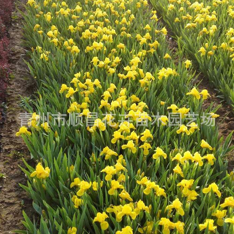 基地批發(fā) 大量供應(yīng)  宿根地被 水生鳶尾 黃菖蒲 綠葉黃花