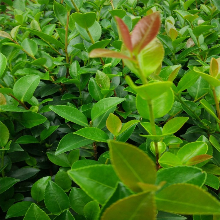 湖南绿化苗木花期较长的花卉植物茶梅 茶梅球 道路篱笆茶梅苗