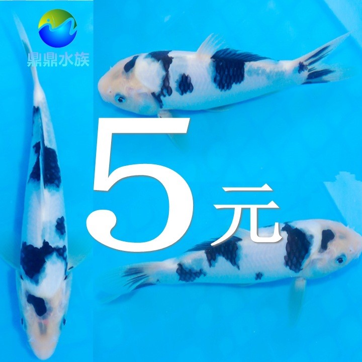 觀賞魚日本錦鯉別甲白寫錦鯉活體風(fēng)水魚黑白錦鯉淡水魚冷水金魚苗